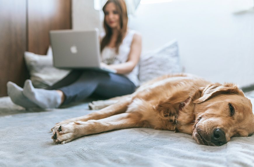 Tips for Helping Your Canine Get a Better Night’s Sleep